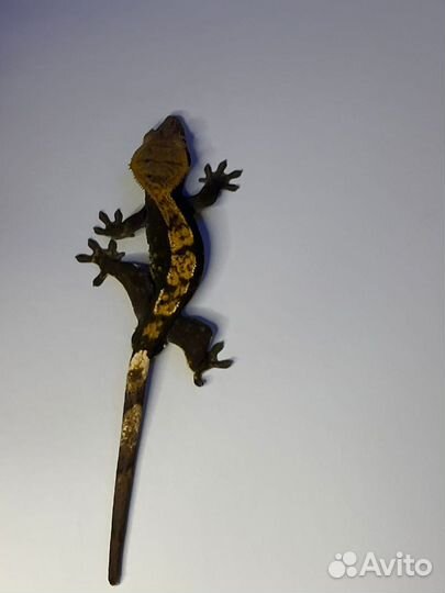 Бананоед и террариум