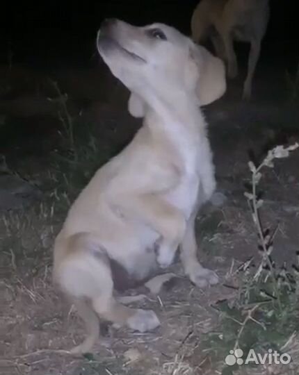 Щенок мальчик в добрые руки