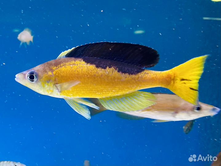 Цихлиды оз, Танганьика