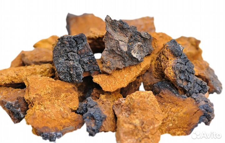 Березовый гриб чага