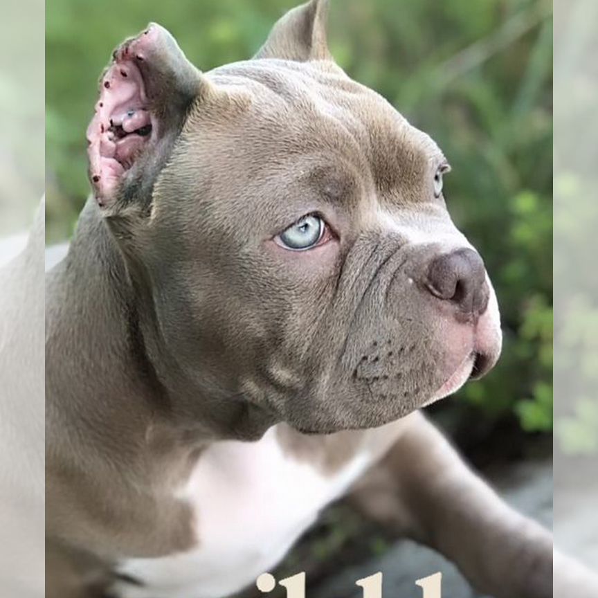 Девочка american bully