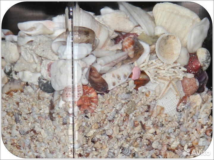 Декор / ракушки, кораллы, морские звезды / 1,7 л