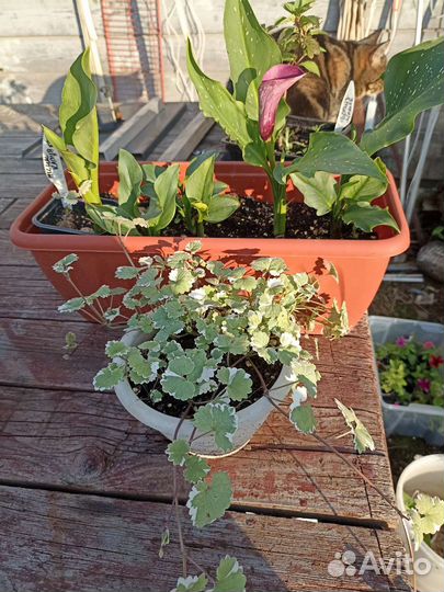 Будра вариегатная