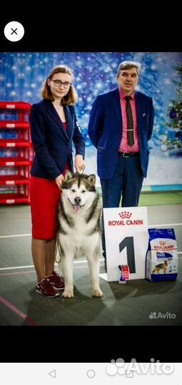 Аляскинский маламут щенки