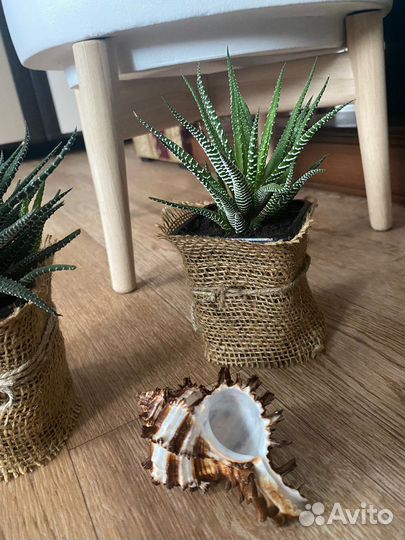 Суккуленты хавортия