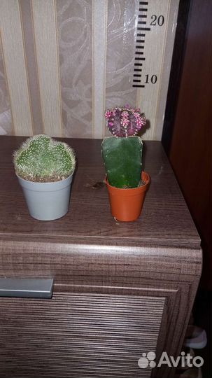 Кактусы