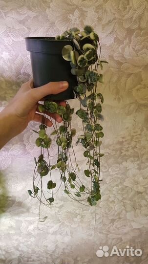 Комнатные растения