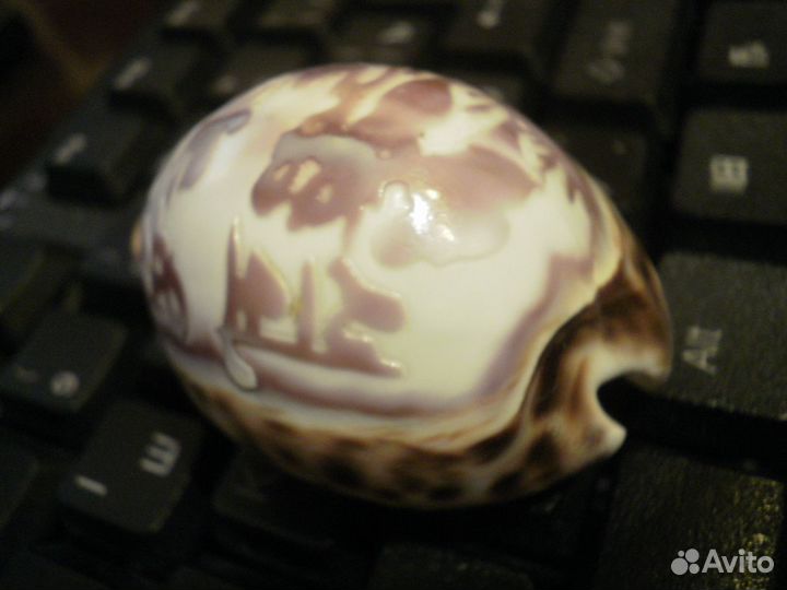 Индия морская раковина Надпись на Хинди винтаж80е