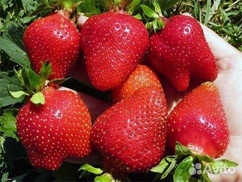 Рассада Клубники Альба