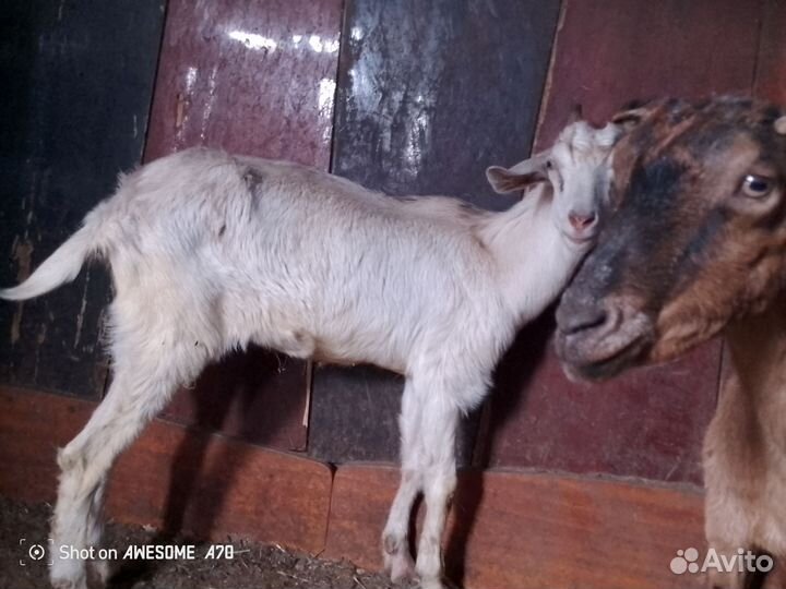 Козлята мальчишки Англо нубийцы