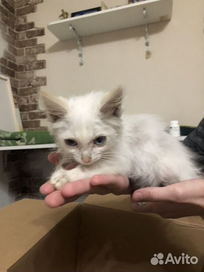 Котенок в добрые руки