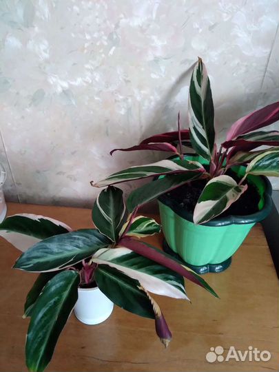 Строманта триколор