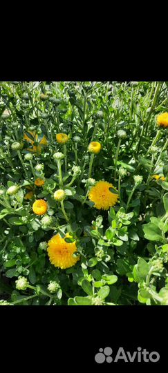 Саженцы хризантемы