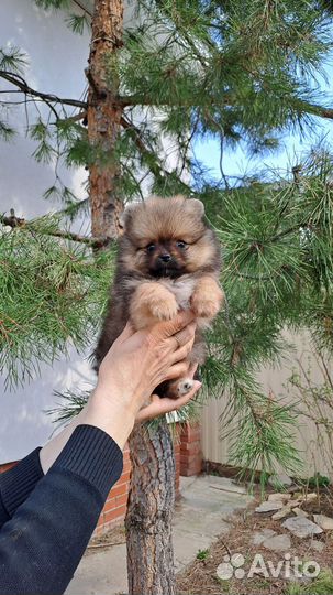 Померанский шпиц девочка