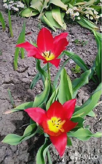 Тюльпаны детки луковиц. Бесплатно