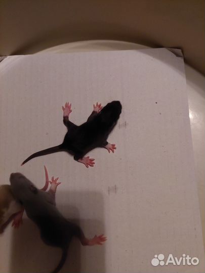 Крыски ручные бесплатно