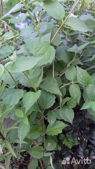 Жасмин (чубушник)