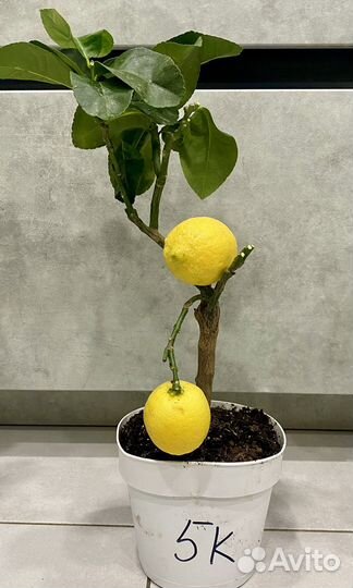 Лимонное дерево с плодами