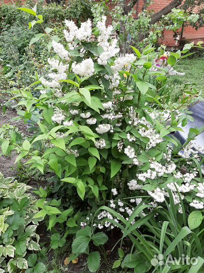 Кустарники, цветы для сада