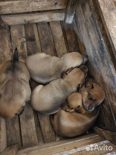 Щенки бесплатно