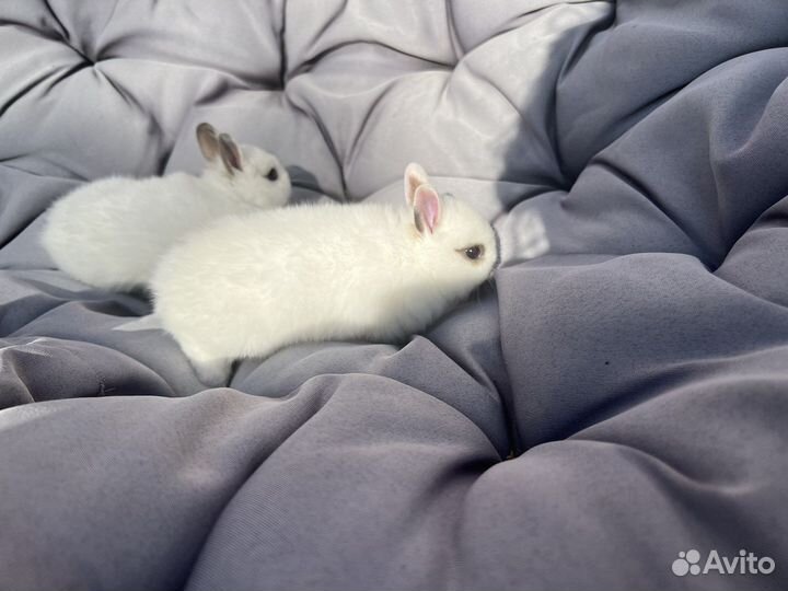 Декоративные кролики