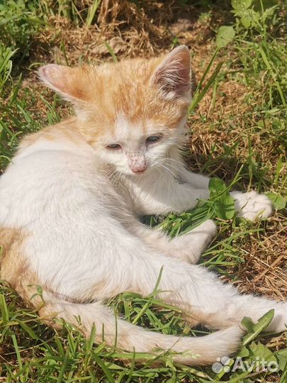 Рыжий котенок в добрые руки бесплатно