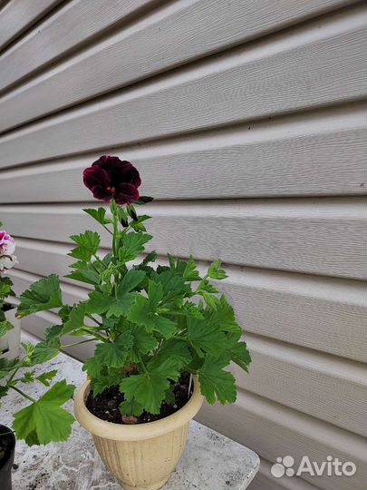 Герань пеларгония королевская