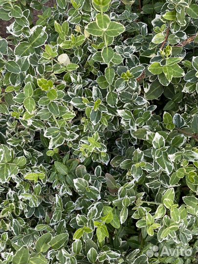 Бересклет форчуна