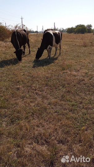 Коровы и телки стельные