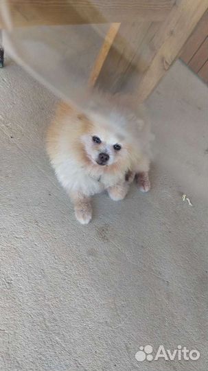 Передержка для собак