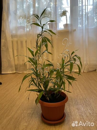 Комнатный бамбук