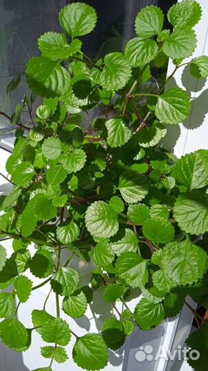 Плекрантус южный