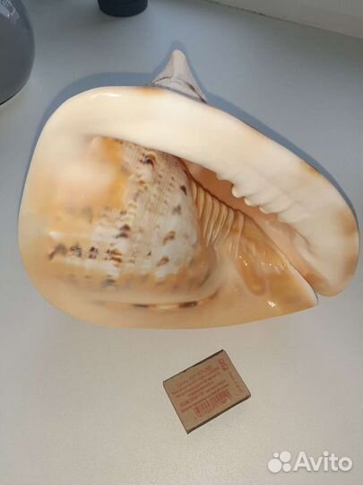 Морская ракушка, раковина