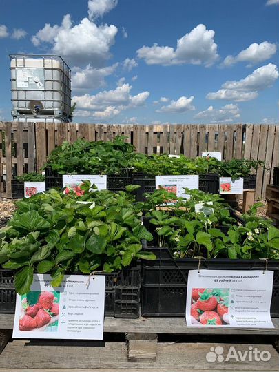 Рассада клубники