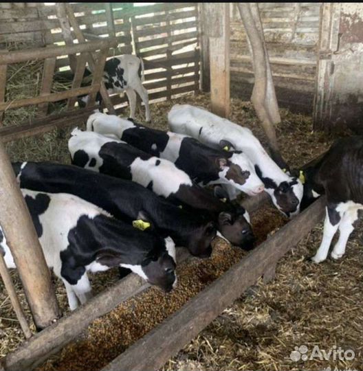 Бычки и тёлочки