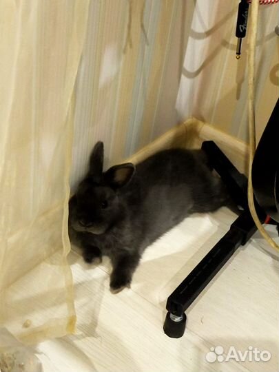 Декоративный карликовый кролик