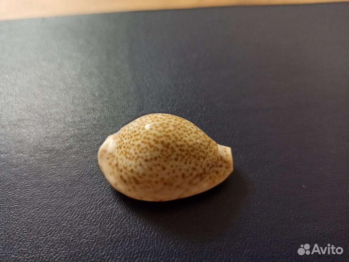 Морская раковина