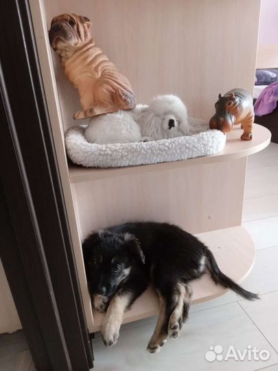 Отдам щенка в добрые руки