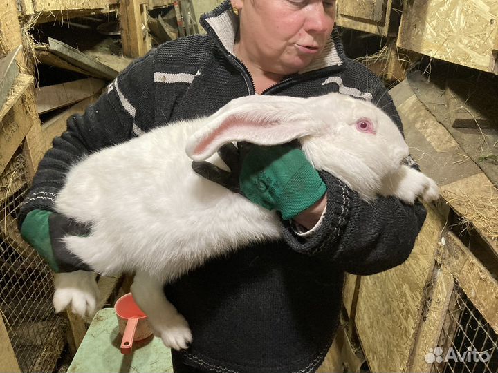 Фландер кролы