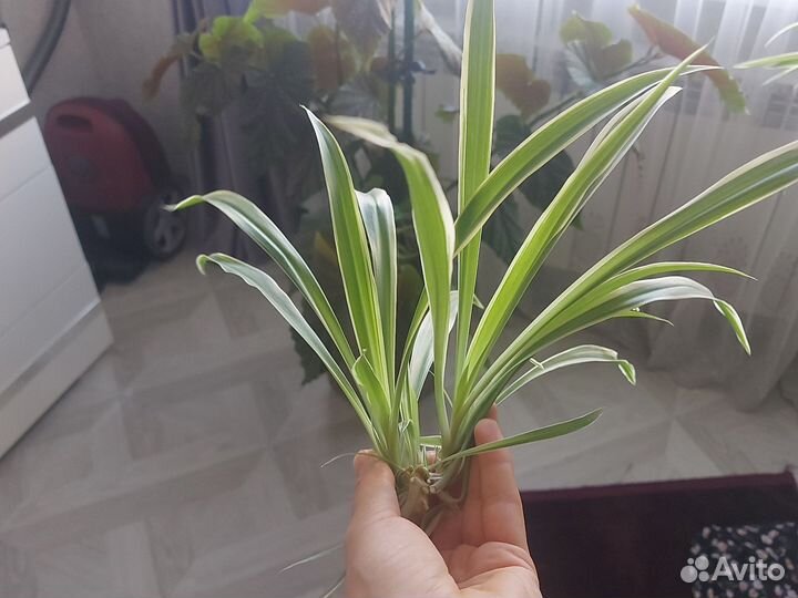 Хлорофитум