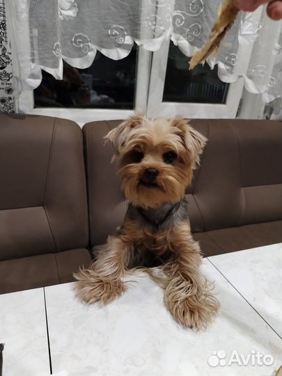 Продам щенков йоркширского терьера