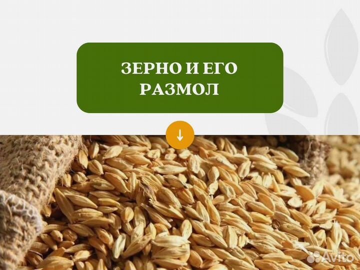 Пшеница Зерно (кг)