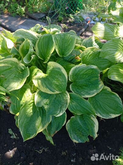 Хоста растение