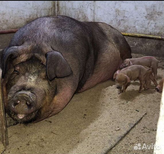 Чистопородные Поросята породы Дюрок