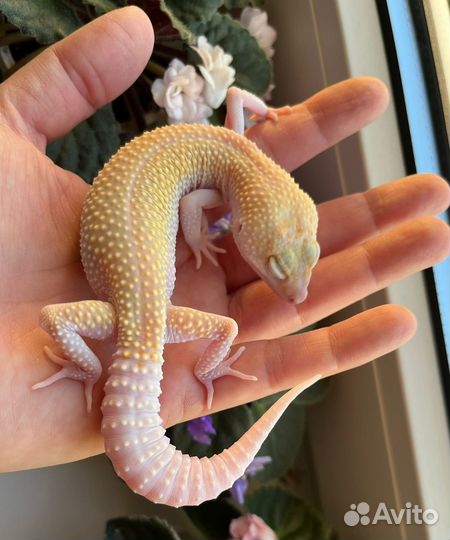 Самки Эублефаров разведения 2022 года