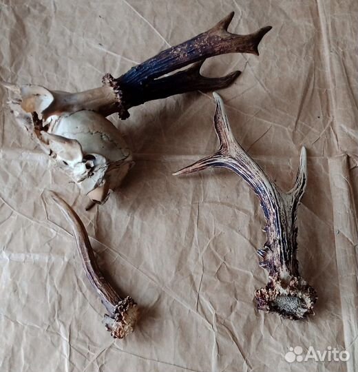 Рога косули