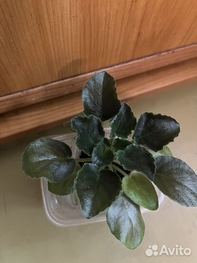 Фиалка детка