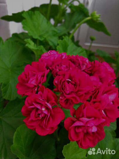 Герань пеларгония розебудная махровая зональная