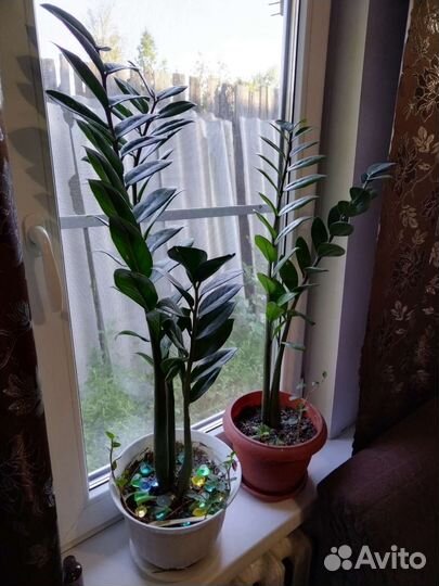 Замиокулькас