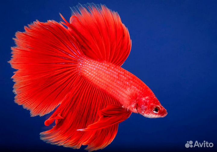 Петушок в аквариуме (комплект)